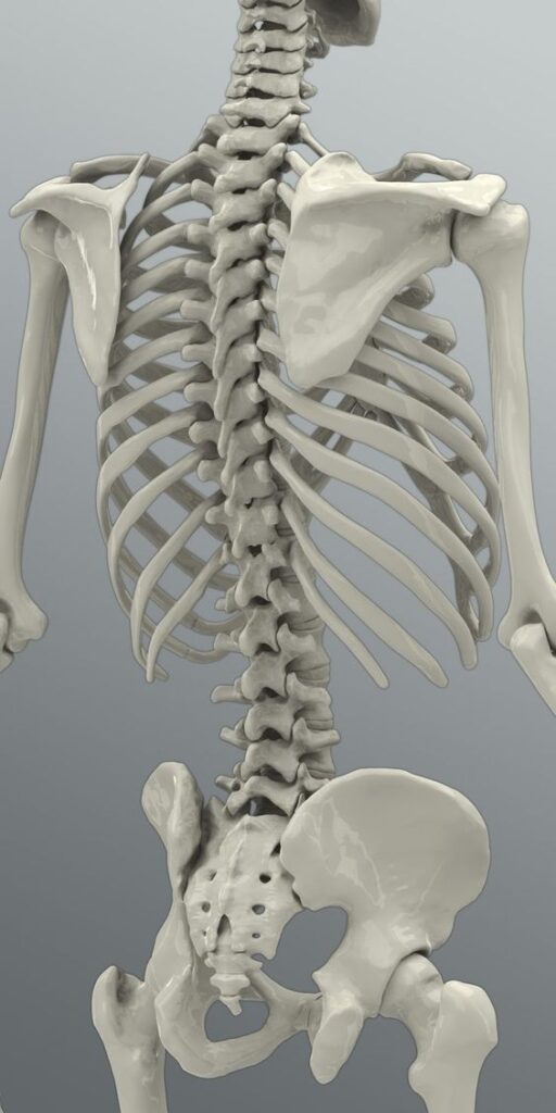 3d printed human anatomy - Cool Things to 3D Print