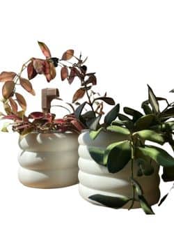 Donut Plant Pot