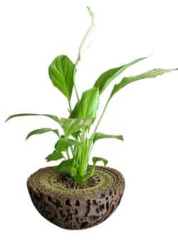 Guardians of the Galaxy Plant Pot