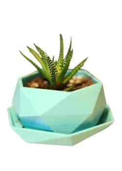 Low-Poly Mini Plant Pot